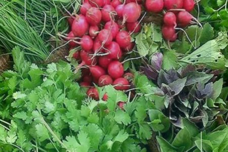 ماجرای ممانعت از فروش چند برند سبزی پاک شده در زنجان